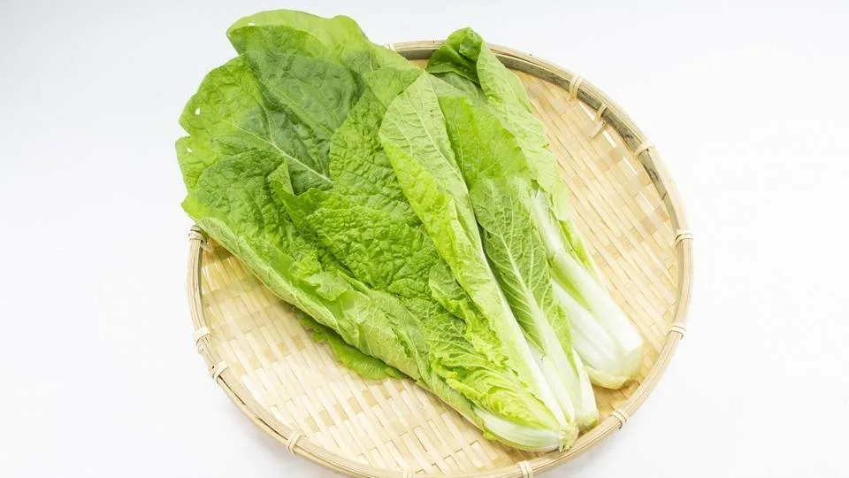 山東菜